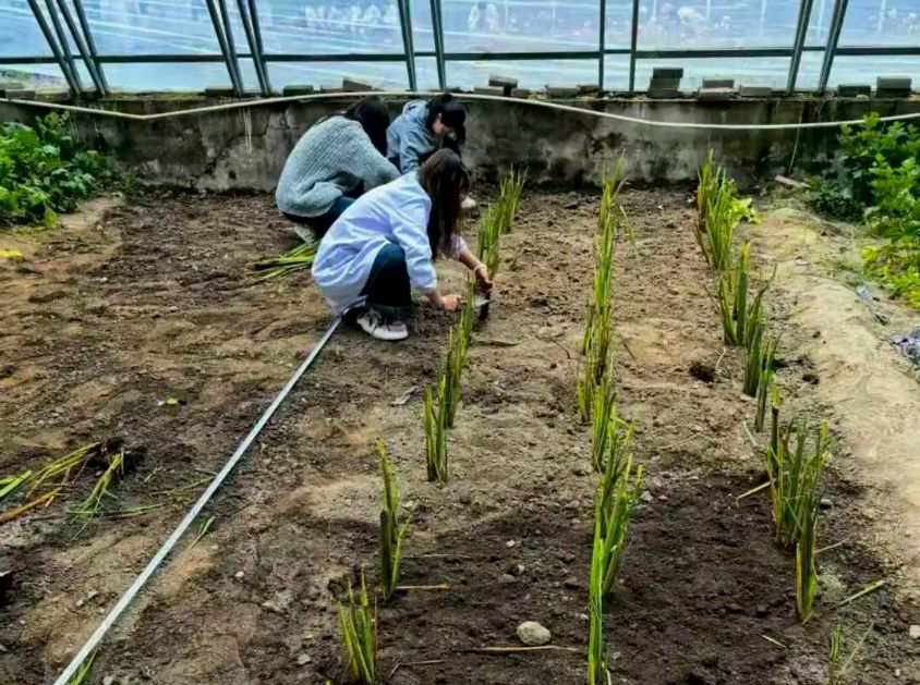 大棚内工作人员按行距定植茭白种苗
