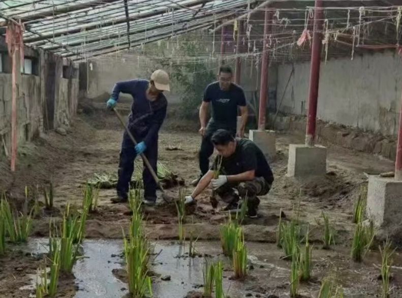 工作人员在大棚内整地并栽插茭白种苗