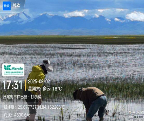 海拔4500米仲巴县试种现场，工作人员查看茭仙草长势