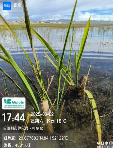 盐碱湿地试种现场记录