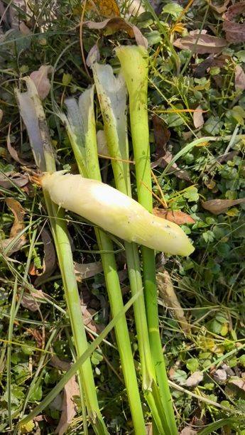 茭仙草种苗